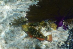 Parrotfish - Stoplight Parrotfish - Sparisoma viride