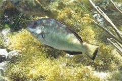 Parrotfish - Bucktooth Parrotfish - Sparisoma radians