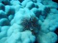 Tube Worms - Christmas Tree Worm - Spirobranchus giganteus