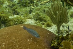 Parrotfish - Striped Parrotfish - Scarus iserti