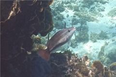 Parrotfish - Queen Parrotfish - Scarus vetula