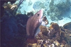 Parrotfish - Queen Parrotfish - Scarus vetula