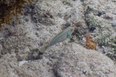 Parrotfish - Bucktooth Parrotfish - Sparisoma radians