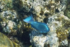 Parrotfish - Queen Parrotfish - Scarus vetula