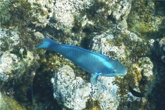 Parrotfish - Queen Parrotfish - Scarus vetula