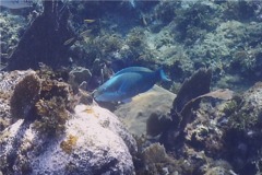 Parrotfish - Queen Parrotfish - Scarus vetula