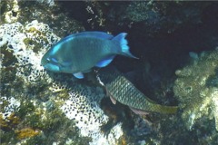 Parrotfish - Queen Parrotfish - Scarus vetula