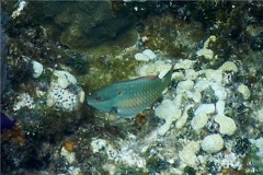 Parrotfish - Redband Parrotfish - Sparisoma aurofrenatum