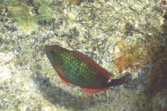 Parrotfish - Redband Parrotfish - Sparisoma aurofrenatum