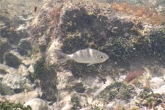 Mojarras - Silver Jenny - Eucinostomus gula