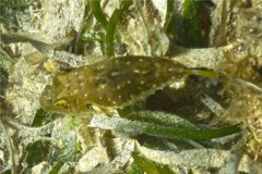 Pufferfish - Bandtail Puffer - Sphoeroides spengleri