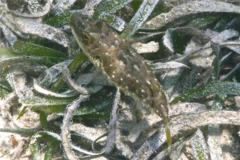 Pufferfish - Bandtail Puffer - Sphoeroides spengleri