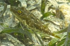 Pufferfish - Bandtail Puffer - Sphoeroides spengleri