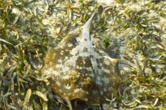 Stingrays - Yellow Stingray - Urolophus jamaicensis