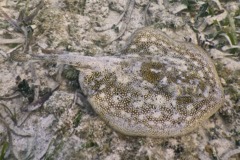 Stingrays - Yellow Stingray - Urolophus jamaicensis