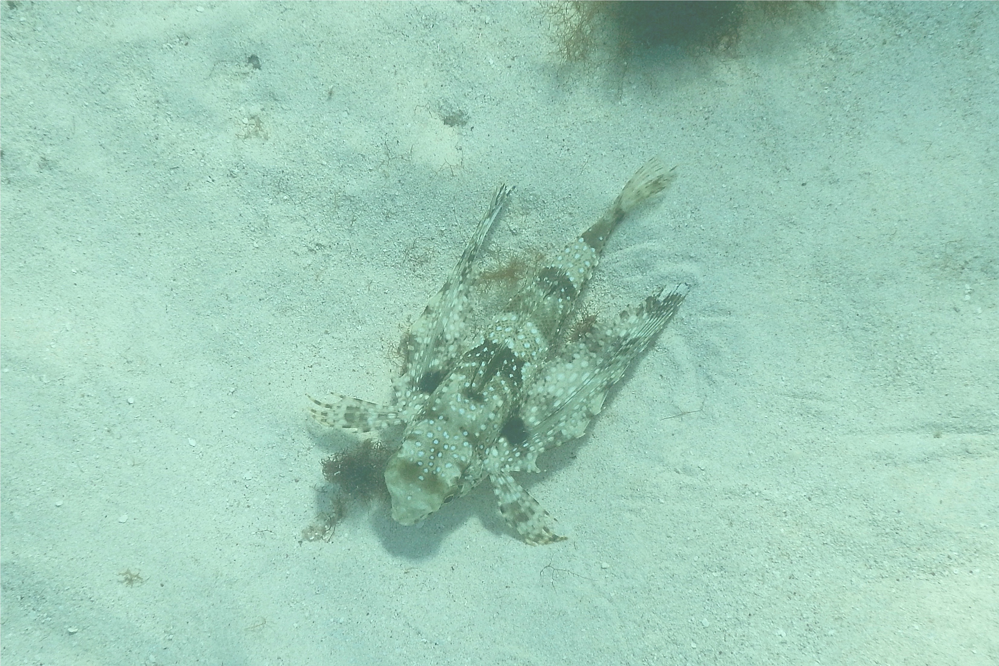 Flying Gurnard - Flying Gurnard - Dactylopterus volitans