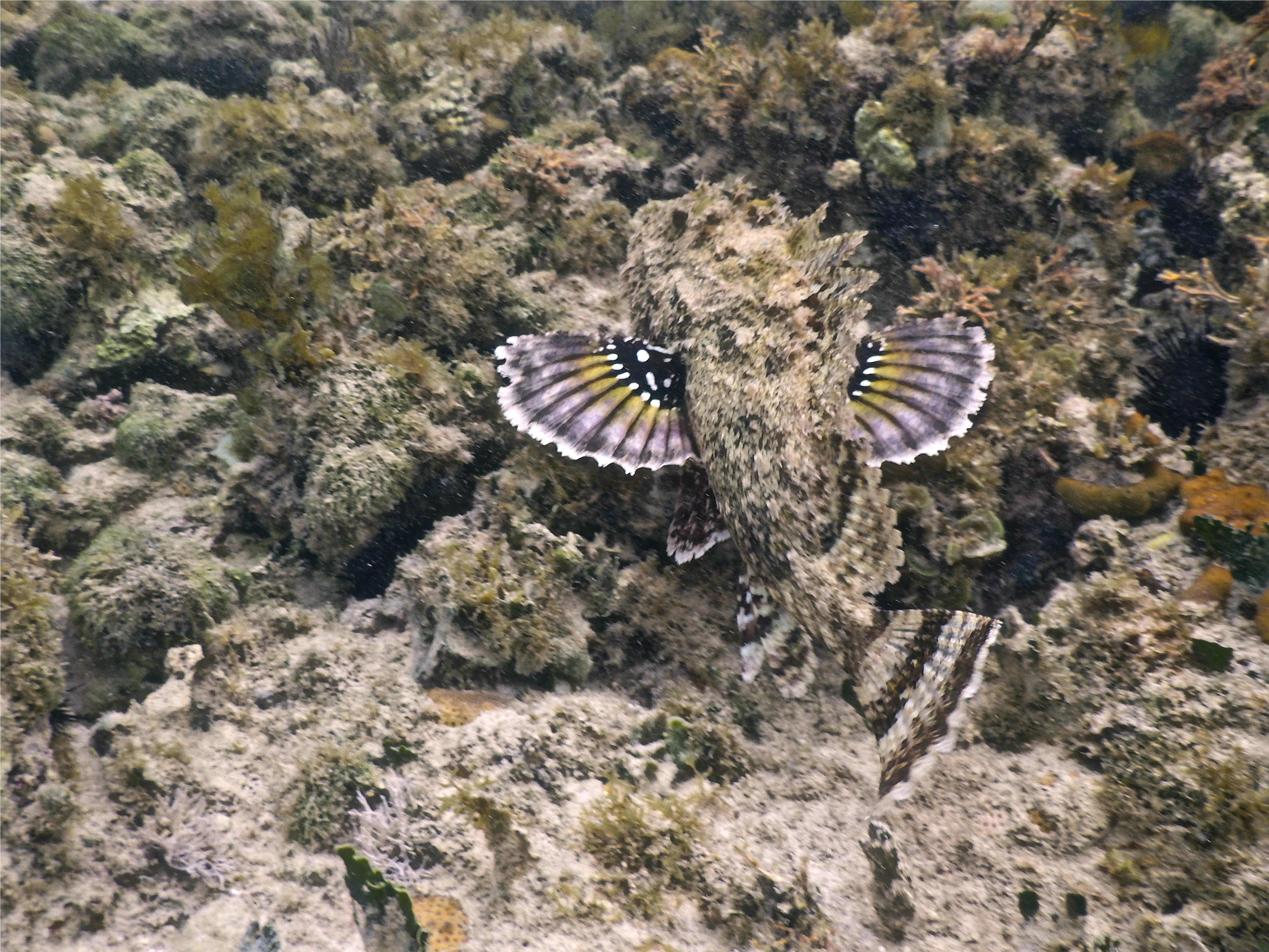 Scorpionfish - Spotted Scorpionfish - Scorpaena plumieri