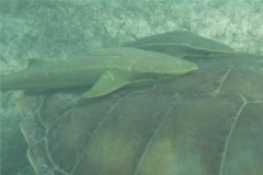 Remoras - Live sharksucker(Striped Remora) - Echeneis naucrates