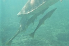 Remoras - Live sharksucker(Striped Remora) - Echeneis naucrates