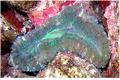 Sea Anemone - Pizza Anemone - Cryptodendrum adhaesivum