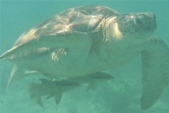 Remoras - Live sharksucker(Striped Remora) - Echeneis naucrates