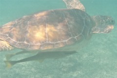 Remoras - Live sharksucker(Striped Remora) - Echeneis naucrates