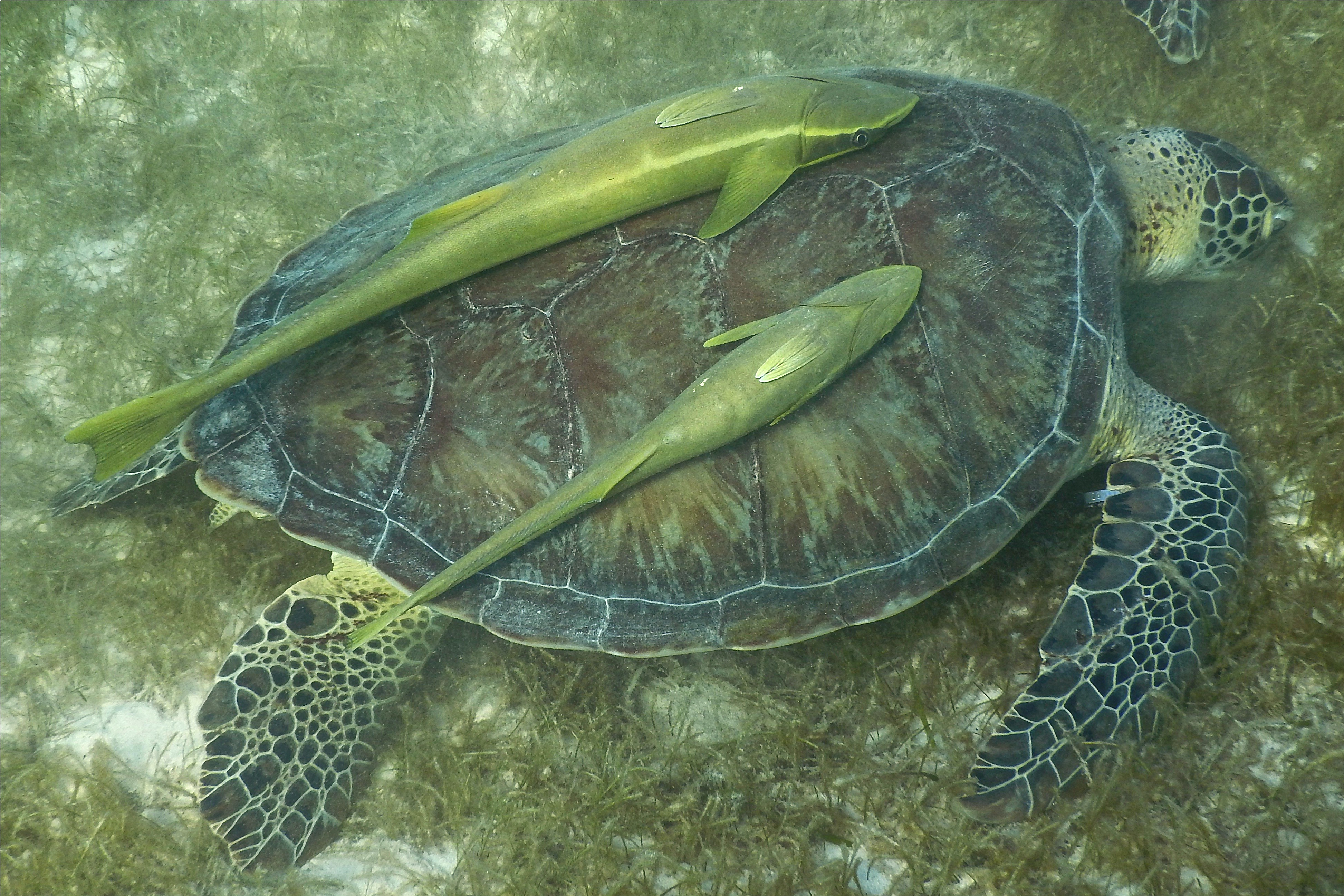 Remoras - Live sharksucker(Striped Remora) - Echeneis naucrates