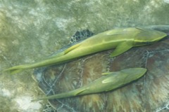 Remoras - Live sharksucker(Striped Remora) - Echeneis naucrates