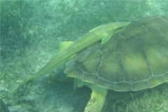 Remoras - Live sharksucker(Striped Remora) - Echeneis naucrates