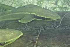 Remoras - Live sharksucker(Striped Remora) - Echeneis naucrates