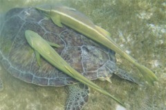 Remoras - Live sharksucker(Striped Remora) - Echeneis naucrates