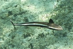 Remoras - Whitefin Sharksucker - Echeneis neucratoides