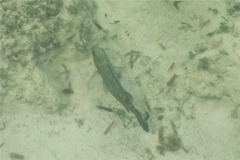 Snappers - Cubera Snapper - Lutjanus cyanopterus