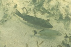 Snappers - Cubera Snapper - Lutjanus cyanopterus