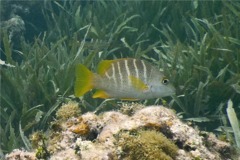 Snappers - Schoolmaster - Lutjanus apodus