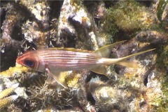 Squirrelfish - Longspine Squirrelfish - Holocentrus rufus