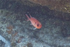 Isopods - Cymothoid Isopod - Anilocra laticaudata