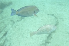 Surgeonfish - Doctorfish - Acanthurus chirurgus