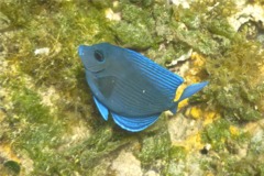 Surgeonfish - Blue Tang - Acanthurus coeruleus