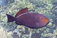 Triggerfish - Black Durgon - Melichthys niger