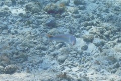 Tilefish - Sand Tilefish - Malacanthus plumieri