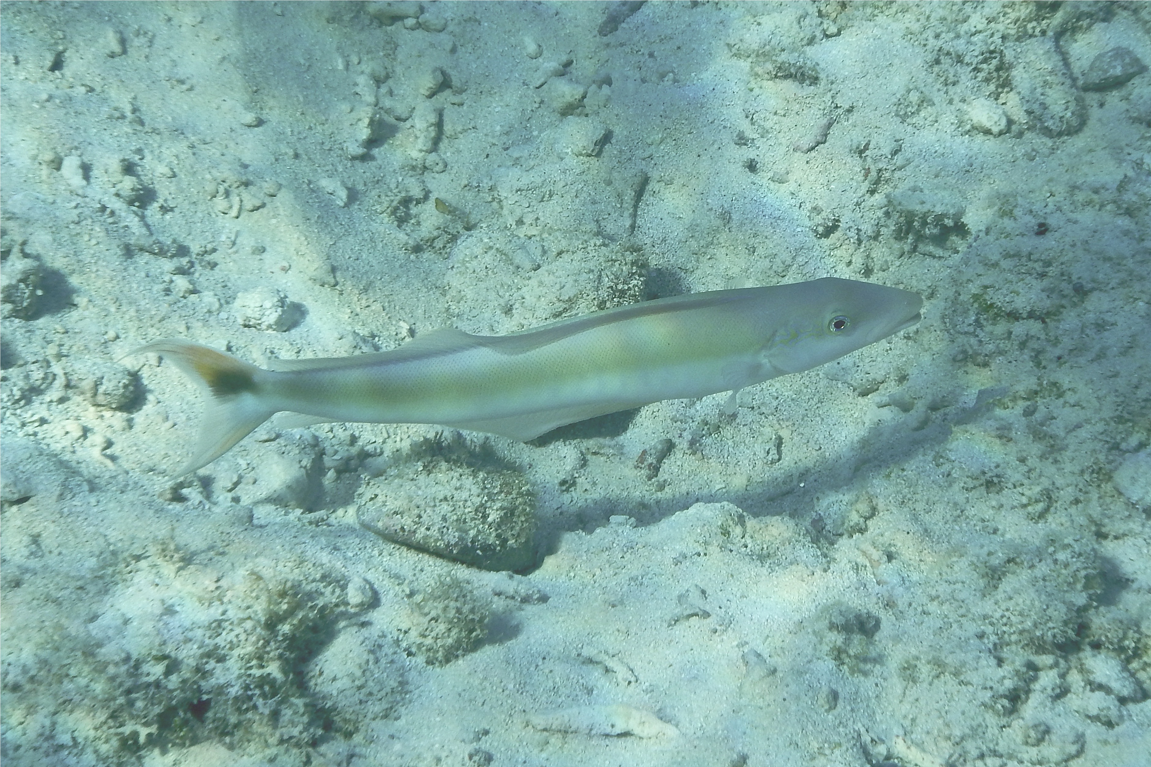 Tilefish - Sand Tilefish - Malacanthus plumieri