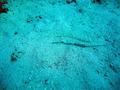 Pipefish - Schultz's Pipefish - Corythoichthys schultzi
