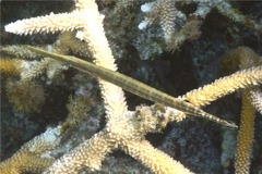 Trumpetfish - Trumpetfish - Aulostomus maculatus