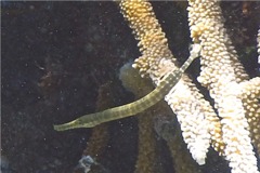 Trumpetfish - Trumpetfish - Aulostomus maculatus