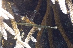 Trumpetfish - Trumpetfish - Aulostomus maculatus