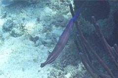 Trumpetfish - Trumpetfish - Aulostomus maculatus