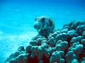 Pufferfish - Whitespotted Puffer - Arothron hispidus