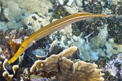 Trumpetfish - Trumpetfish - Aulostomus maculatus