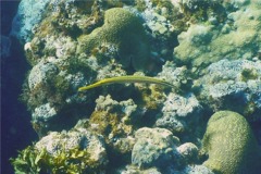 Trumpetfish - Trumpetfish - Aulostomus maculatus